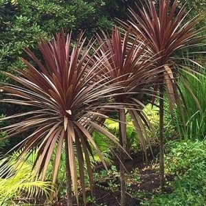 Kordylína austrálska (Cordyline Australis) ´RED STAR´ - výška 50-60 cm, kont. C3L (-12°C)